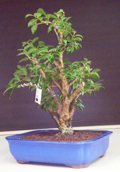 Acebo Chino-osmanthus burkwoodii